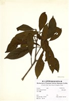 藏品(霧社木薑子)的圖片